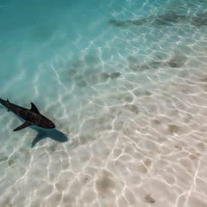 A shark swims in shallow turquoise water over a sandy seafloor, with sunlight creating patterns on the sand.