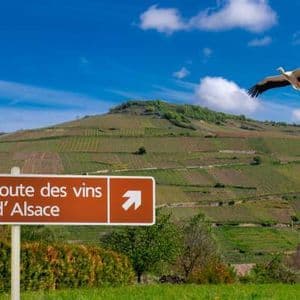 Un cartello della 'route des vins d'Alsace' si erge di fronte a una grande collina con vigneti a terrazze, mentre una cicogna sorvola.