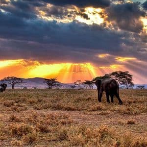 Tre elefanti vagano in una savana erbosa al tramonto, con raggi di sole dorati che filtrano tra nuvole scure.