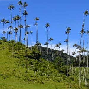 Alte e sottili palme crescono su una ripida collina verde erbosa sotto un cielo limpido e azzurro brillante.