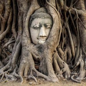 Une tête de Bouddha en pierre aux yeux clos est enchâssée dans les racines épaisses et entrelacées d'un arbre ancien.