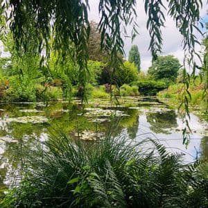 Ramas de sauce colgantes enmarcan una vista de un estanque con nenúfares, rodeado de denso follaje verde.