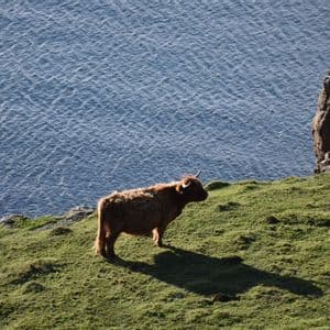 Una vaca Highland marrón de pelo largo se alza en un acantilado cubierto de hierba con vistas al mar.