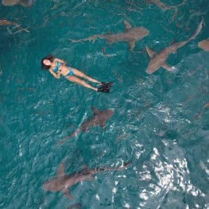 Luftaufnahme einer Frau im Bikini und mit Flossen, auf dem Rücken in türkisfarbenem Wasser treibend, umgeben von zahlreichen Haien.