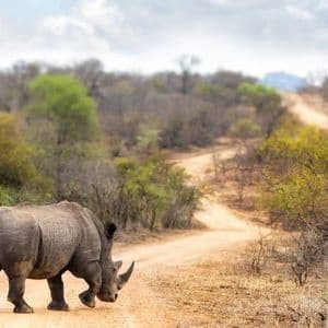 Un grande rinoceronte bianco si erge su una strada sterrata tortuosa in un paesaggio di savana con alberi e cespugli.