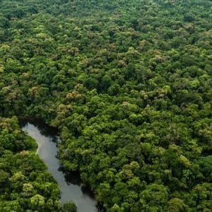 Una vista aerea di un fiume che serpeggia attraverso la densa e verde chioma di una vasta foresta pluviale.