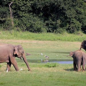 Un viaggio di gruppo WeRoad in jeep osserva una mandria di elefanti con i loro cuccioli che pascolano su una pianura erbosa vicino a una pozza d'acqua.