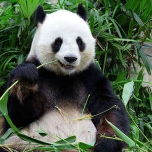 Un panda gigante siede e mangia un gambo di bambù circondato da fogliame verde.