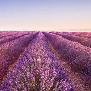 Filari di lavanda viola in un campo si estendono verso una casa in pietra lontana e un albero solitario all'alba.