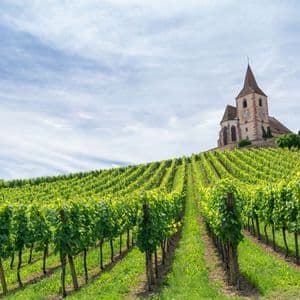 Filari di viti verdi salgono su una collina soleggiata fino a una chiesa in pietra con un campanile sotto un cielo blu e bianco.