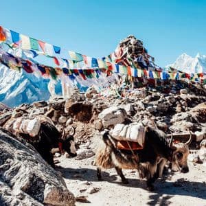 Dos yaks con alforjas caminan por un rocoso paso de montaña bajo coloridas banderas de oración, con picos nevados al fondo.