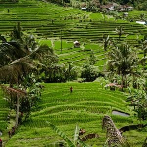 Una vista dall'alto di una persona in camicia rossa che cammina tra vaste risaie verdi su una collina lussureggiante.