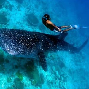 Un hombre practicando snorkel nada junto a un enorme tiburón ballena en aguas cristalinas sobre un arrecife de coral.