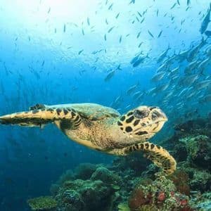 Una tortuga carey nada sobre un arrecife de coral mientras un gran banco de peces pasa por el agua azul.