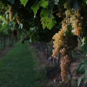 Primo piano di un grappolo di uva bianca matura appeso a una vite in un vigneto con i filari che si perdono sullo sfondo.