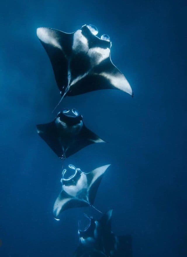 Quattro mante con macchie bianche e nere che nuotano in fila nell'acqua blu profondo.