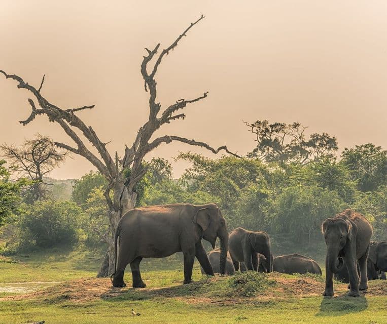 Una mandria di elefanti si trova in una radura erbosa vicino a un grande albero morto, con una fitta foresta sullo sfondo.