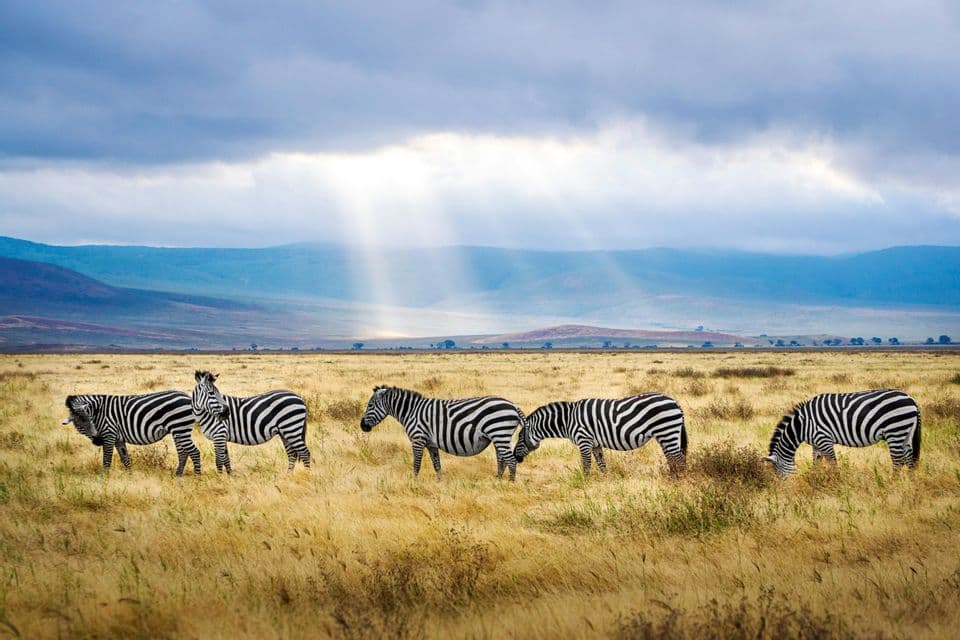 Fünf Zebras weiden in einer goldenen Savanne mit Bergen im Hintergrund, während Sonnenstrahlen durch die Wolken brechen.