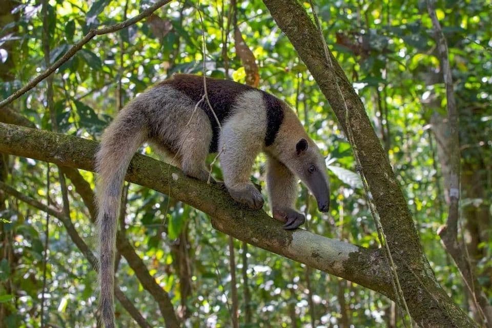 Ein Nördlicher Tamandua, auch bekannt als Halsbandameisenbär, läuft auf einem dicken Baumast in einem üppig grünen Dschungel.