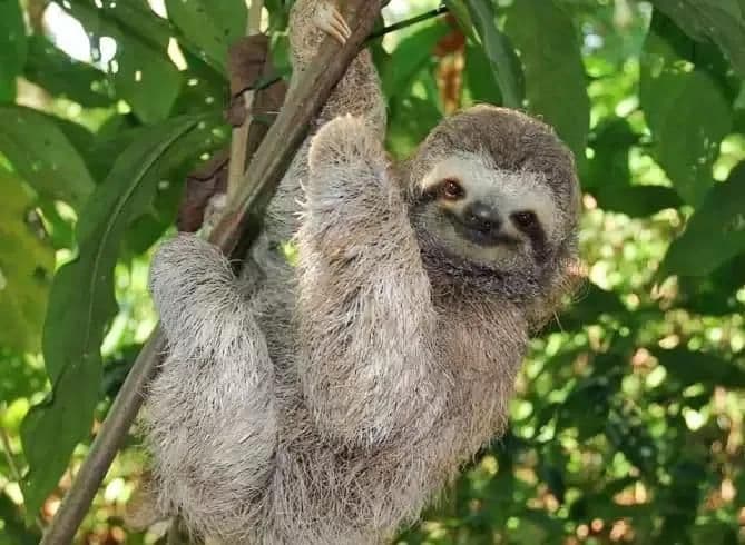 Un primo piano di un bradipo appeso a un ramo d'albero e che guarda la fotocamera, con foglie verdi sullo sfondo.
