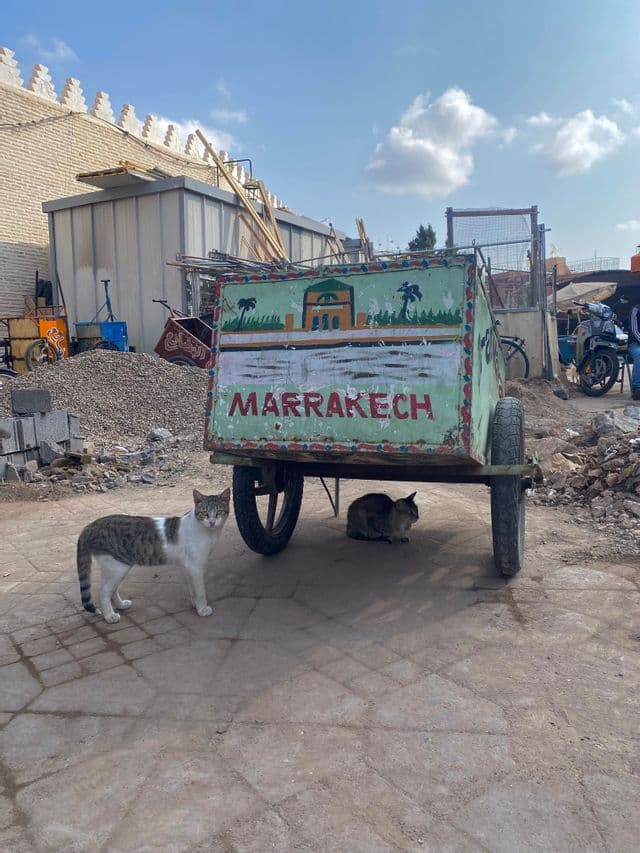 Dos gatos en una calle adoquinada, uno de pie junto a un carrito verde pintado a mano mientras el otro descansa a su sombra.