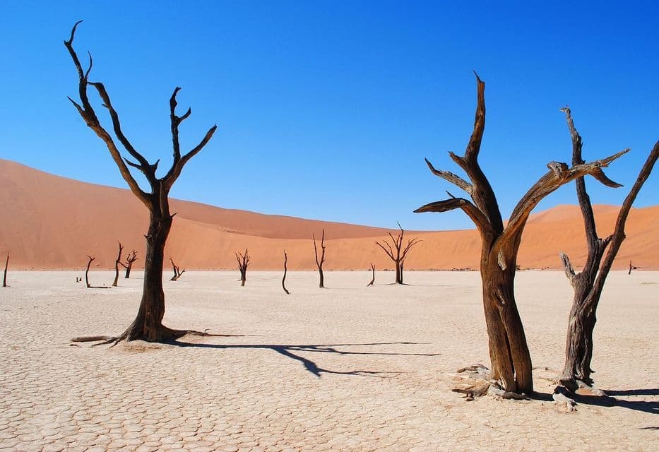 Alberi morti proiettano ombre su un terreno desertico screpolato con grandi dune di sabbia arancioni sullo sfondo sotto un cielo blu limpido.