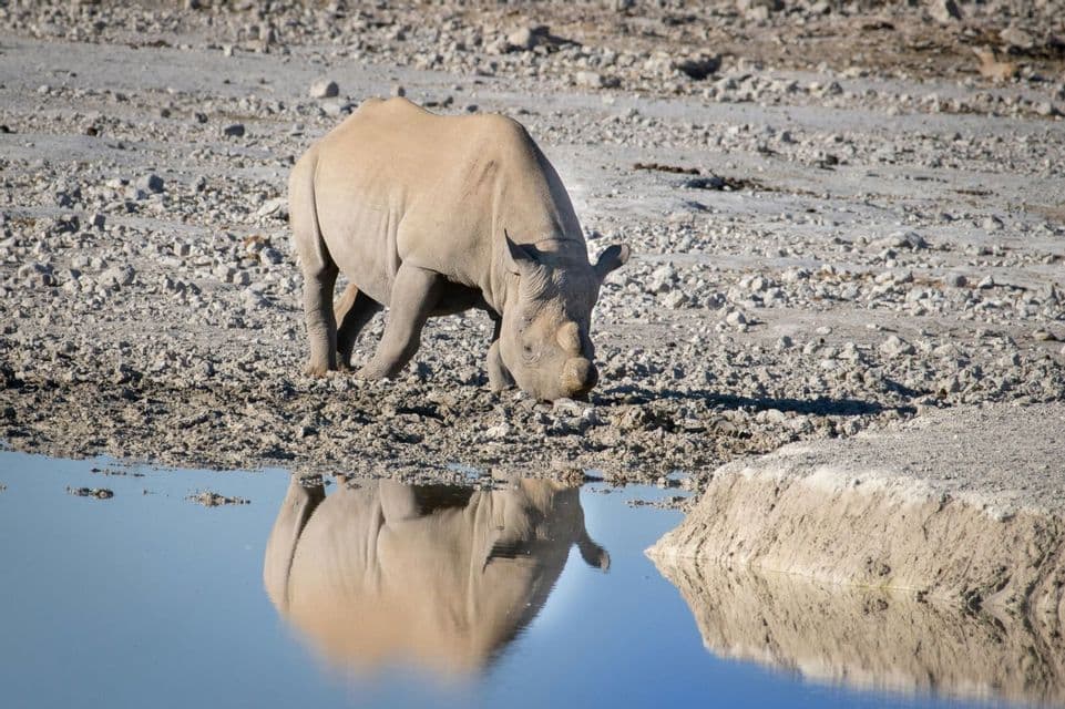 Un rinoceronte si trova su una riva rocciosa, con il suo riflesso visibile nell'acqua mentre si china a bere.
