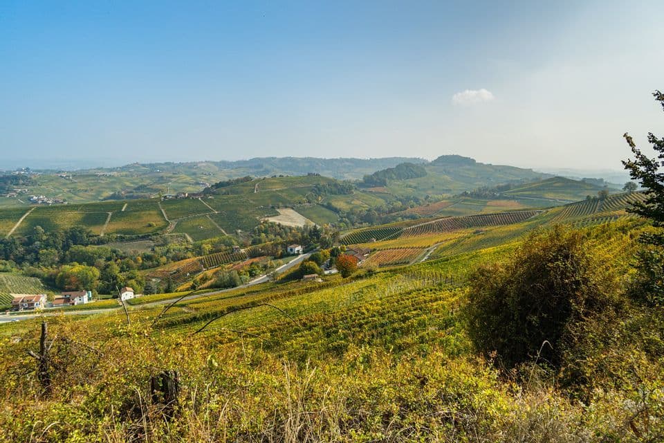Un'ampia veduta di dolci colline ricoperte di vigneti con fogliame autunnale giallo e verde sotto un cielo limpido.