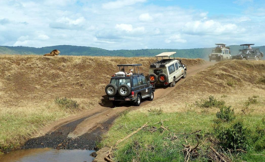 A WeRoad group trip in safari jeeps drives along a dirt track, observing a male lion resting on a grassy knoll under a cloudy sky.