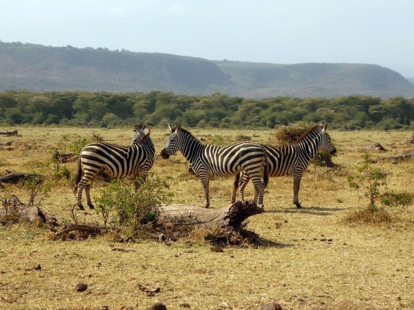 Trois zèbres se tiennent ensemble dans une savane sèche et herbeuse, avec une ligne d'arbres et des collines en arrière-plan.
