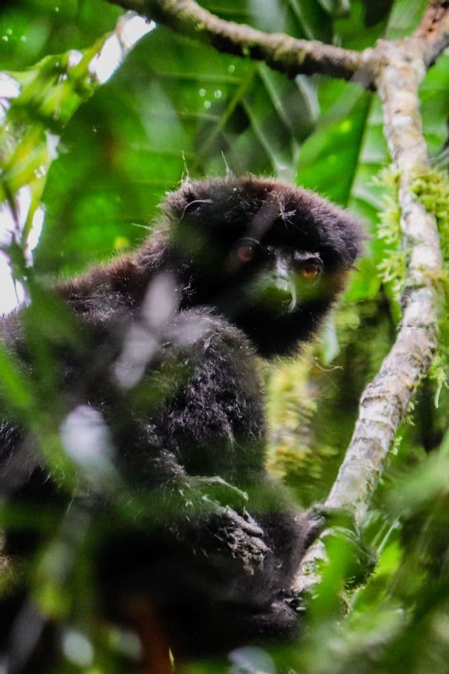 Un primer plano de un lémur negro con ojos ámbar posado en una rama musgosa, rodeado de denso follaje verde de la selva.