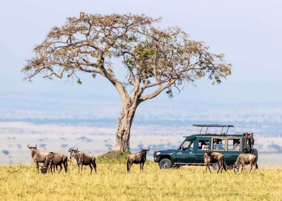 Un viaje en grupo de WeRoad observa una manada de ñus desde un jeep de safari, con un leopardo descansando en un árbol grande cerca.