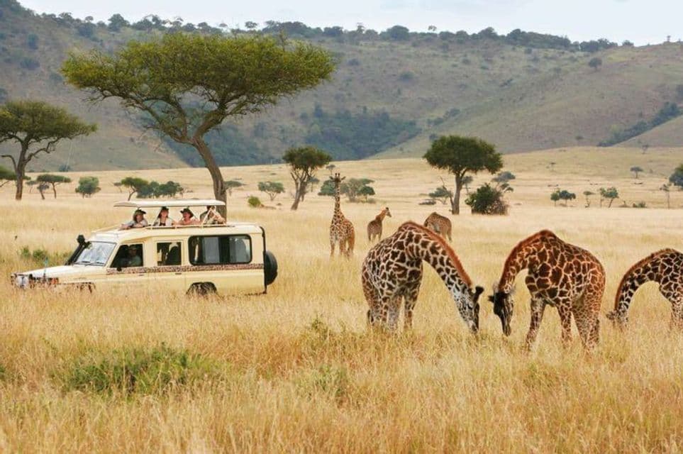 Un viaje en grupo de WeRoad observa una manada de jirafas desde un vehículo de safari descapotable en una sabana de hierba.