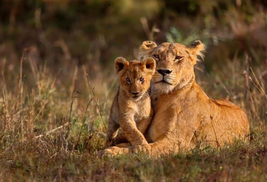 Una leona y su cachorro descansan juntos en la hierba alta, mirando hacia la cámara.