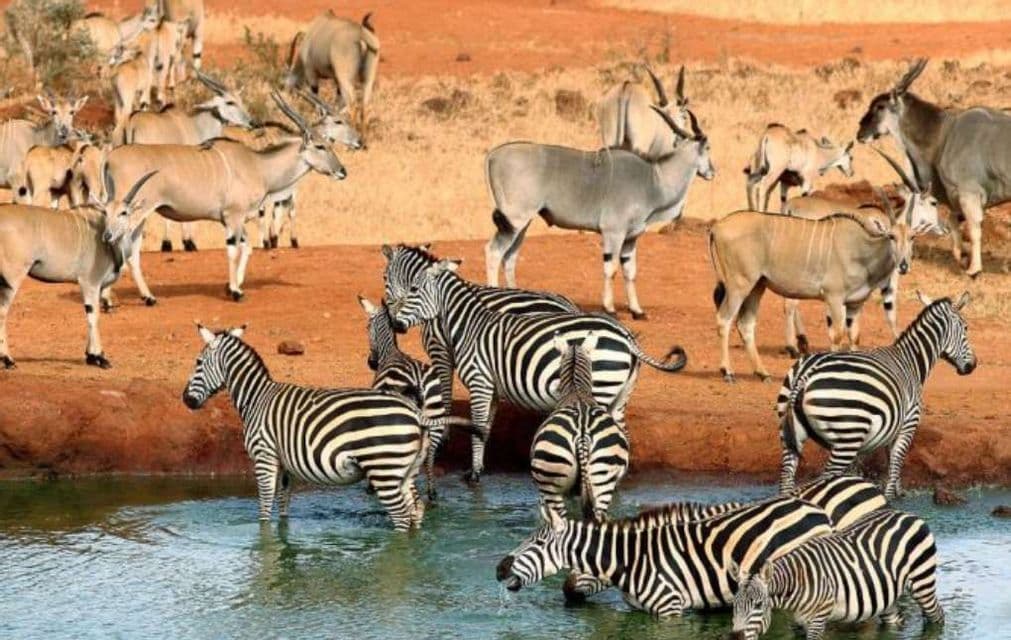Una manada de cebras se encuentra en un abrevadero mientras los elands comunes se reúnen en la orilla de tierra rojiza detrás de ellas.