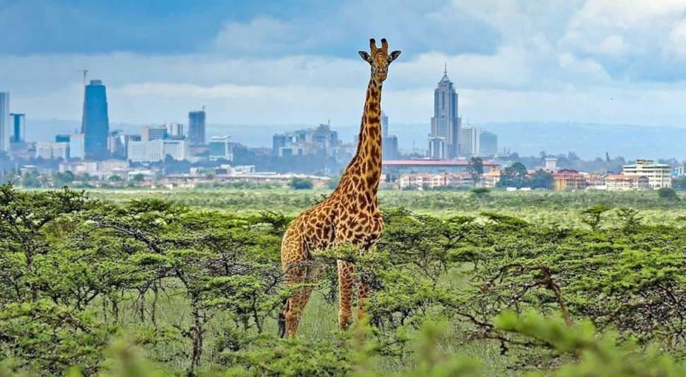 Una jirafa se encuentra en una sabana entre arbustos verdes, con el horizonte de una ciudad moderna visible al fondo.