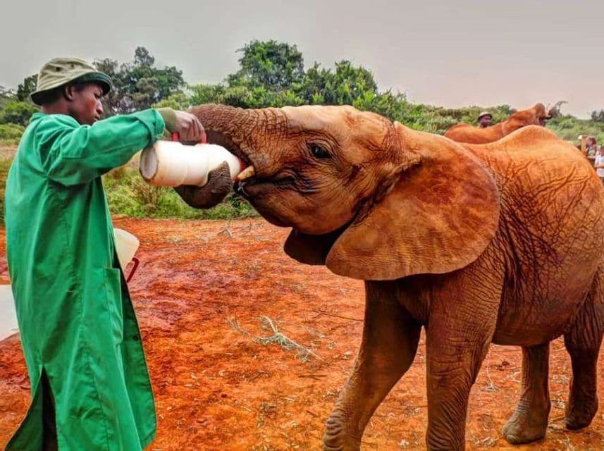 Un cuidador con uniforme verde alimenta con biberón a una cría de elefante parada sobre tierra roja.