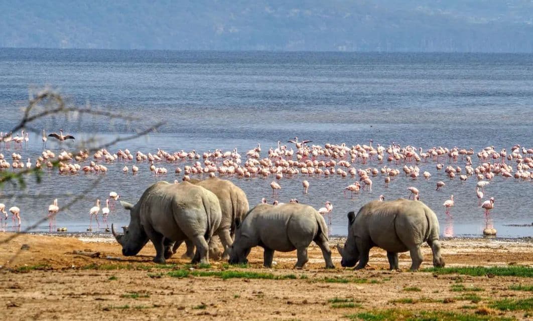 Un grupo de cuatro rinocerontes pasta en la orilla fangosa de un lago mientras una gran bandada de flamencos rosados vadea en el agua.