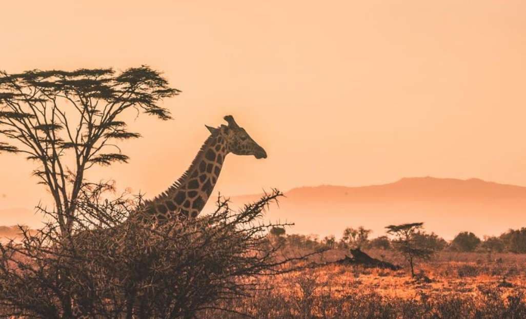 La cabeza y el cuello de una jirafa emergen detrás de un arbusto espinoso en la sabana, con montañas visibles en la distancia bajo un cielo anaranjado.