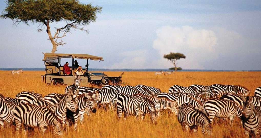 Un viaje en grupo de WeRoad en un jeep de safari observa una gran manada de cebras pastando en una sabana herbácea.