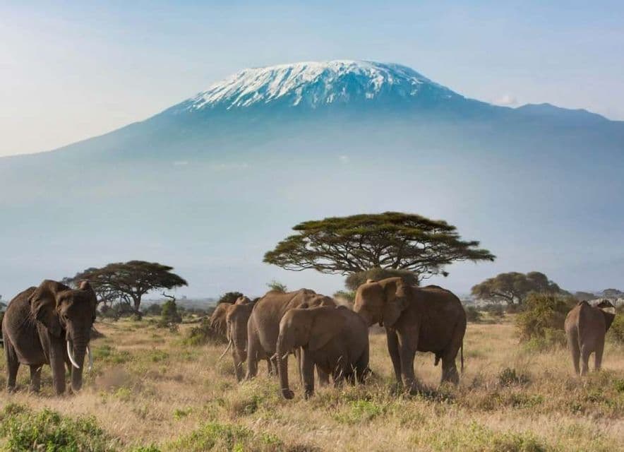 Una manada de elefantes camina por una sabana cubierta de hierba con árboles de acacia y una gran montaña nevada al fondo.