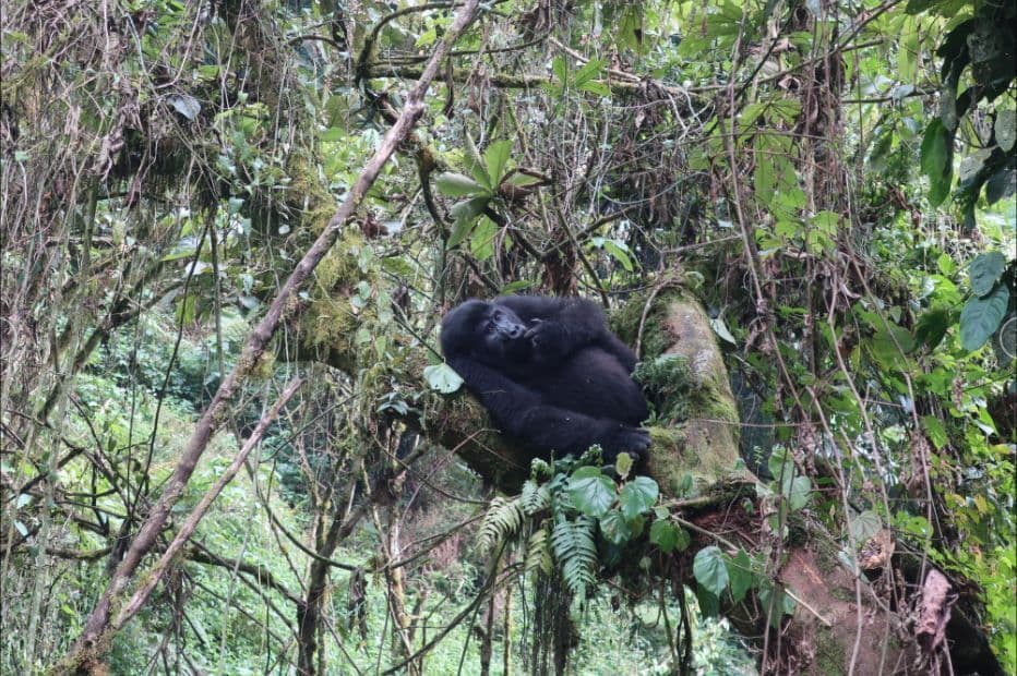 Un gorilla dorme accoccolato su un grosso ramo d'albero coperto di muschio in una giungla fitta.
