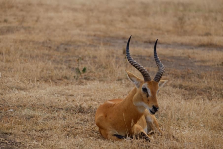 Un antílope de color marrón claro con cuernos largos y estriados se tumba y descansa en un campo de hierba seca y amarilla.
