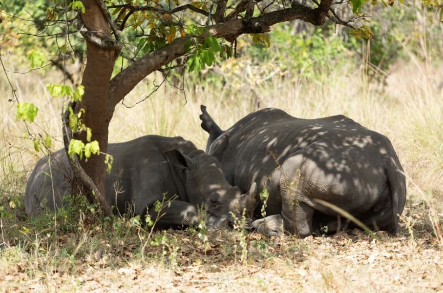 Un rinoceronte adulto y una cría más pequeña descansan juntos a la sombra moteada de un árbol.