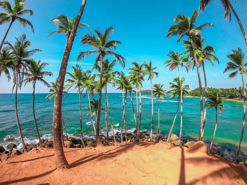 A view from a sandy, orange-colored bluff looking through tall palm trees at a turquoise ocean under a clear blue sky.