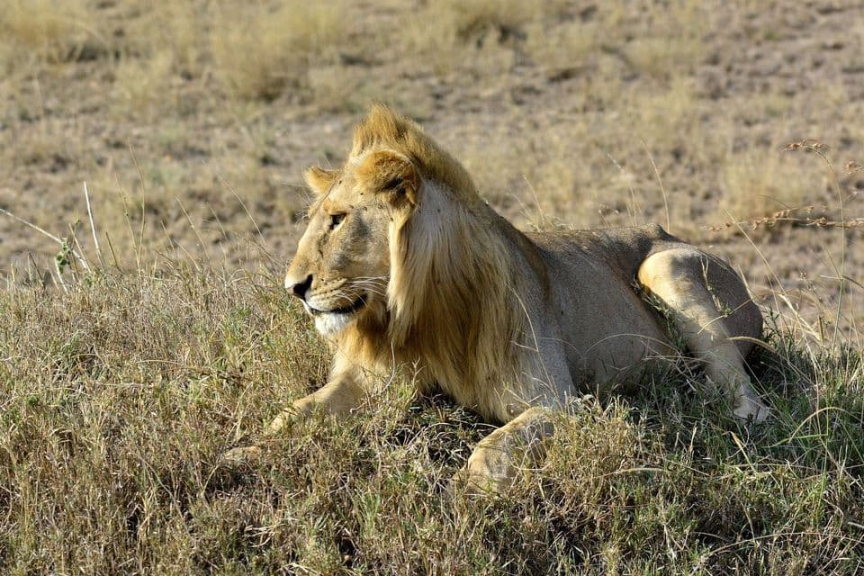 Un león macho con una melena rubia recostado en un campo de hierba alta y seca, mirando hacia un lado.