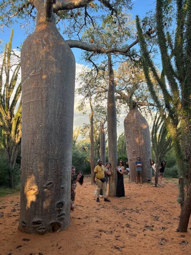 Un viaje en grupo de WeRoad con personas posando juguetonamente detrás de los gruesos troncos de baobabs en un claro arenoso.