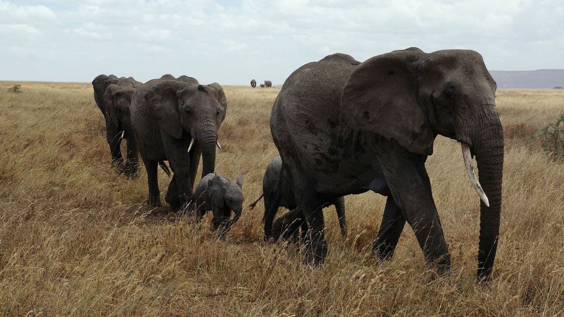 A herd of adult elephants and their calves walk in a line through a grassy savanna under a cloudy sky.