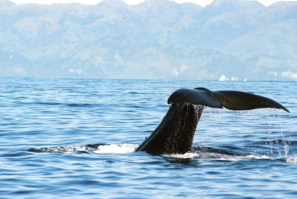 La coda di una balena emerge dall'oceano con l'acqua che gocciola dalla pinna, sullo sfondo di una catena montuosa lontana.