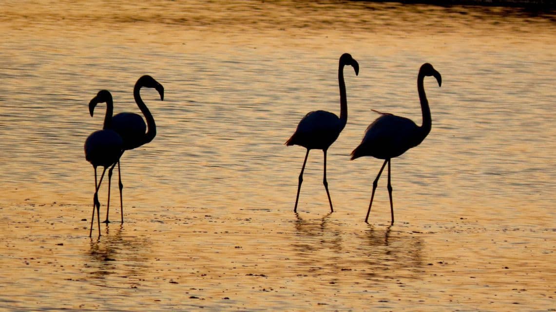 Quattro fenicotteri in silhouette che guadano in acqua bassa durante un tramonto dorato.